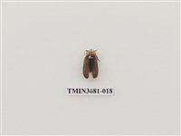 藏品(鞘翅目(1))的圖片